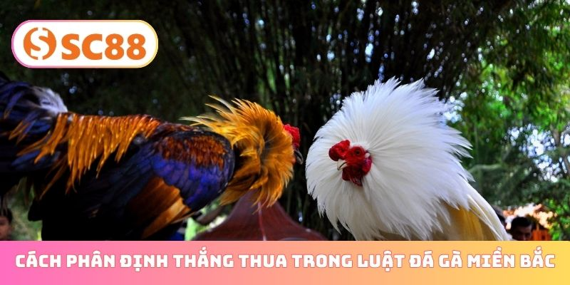 Cách phân định thắng thua trong luật đá gà miền Bắc