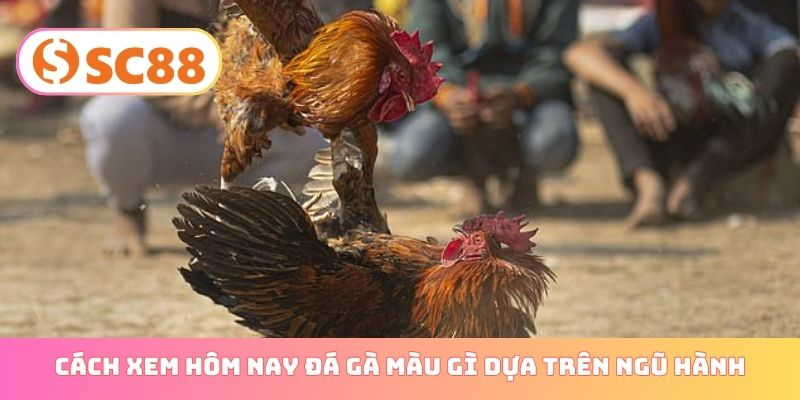 Cách xem hôm nay đá gà màu gì dựa trên ngũ hành