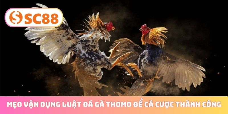 Mẹo vận dụng luật đá gà Thomo để cá cược thành công