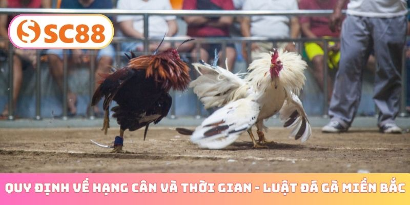 Quy định về hạng cân và thời gian - Luật đá gà miền Bắc
